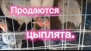 Продаю цыплят! 🐤 Заливаю отмостку.