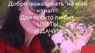 Нырковые уточки .Diving duck.