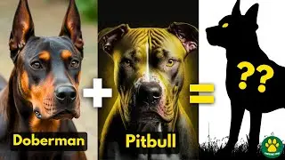 5 Most Unique DOBERMAN Mix Breed Dogs You Don't Know About!