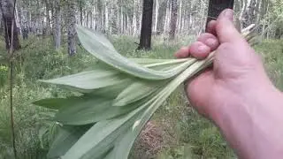 По черемшу.
