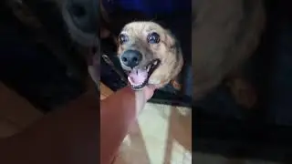 Ласковая малышка   #собака #dog #dogs