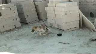 Poor Hungry Dog That Other Dogs Prevent Him From Eating.