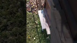 Пчёлы в Германии