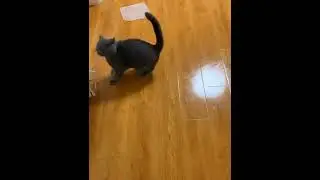 Неуклюжий кот играет с мячом