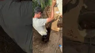 Березки, рабочий процесс