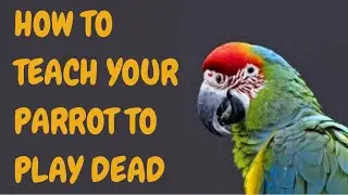 How To Teach Your Parrot To Play Dead