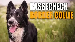 Border Collie Rassecheck - Rasseportrait, Rassebeschreibung