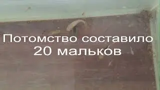 Рождение мальков гуппи