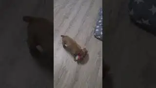 Малышь быстро вырос