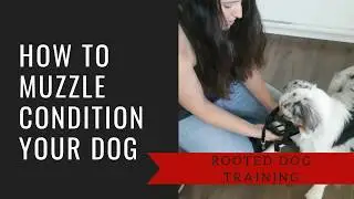 How to Muzzle Condition Your Dog l Rooted Dog Training