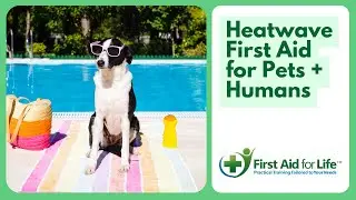 Heatwave First Aid for Pets and Humans