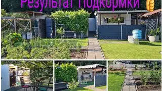 Vlog 🇩🇪/Дача в Германии 🏕РЕЗУЛЬТАТ Подкормки 👍ТОМАТОВ🍅/Огурцов 🥒Привет Липецк 👋🌹