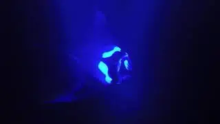 Floating with a Manta Ray off Keauhou Bay, Big Island, Hawaii