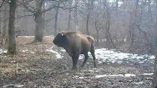 Zimbraria Neagra - Bucsani