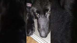 Иди кушать Рей!