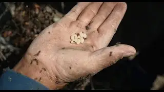 Así se recolectan los Escamoles en Hidalgo - Aquiles Chávez