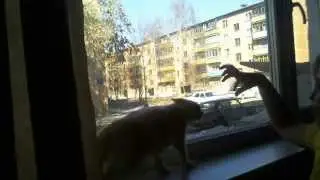 Котя давай подружимся!