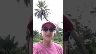Orchids on a Palm Tree Captured My Heart