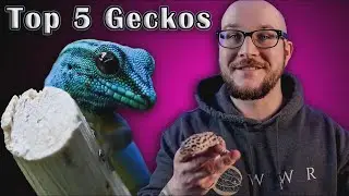 ¡Los 5 mejores geckos como mascotas!