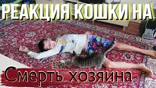 Реакция кошки Сары на смерть хозяина 🐱! Coll Dimon