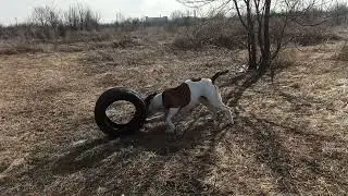 DJ  Serega Bul'dog