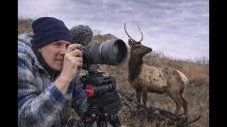 2 Days Of Elk Photography