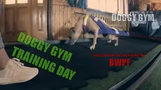 WP Sunday training @DoggyGym