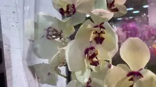 Обзор орхидей на складе JMP орхидея биглип, орхидея абба, орхидея муж аббы, biglip orchid