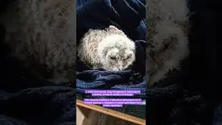 #воронеж #совенок #ботаническийсад