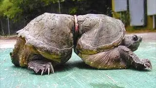 The turtle lived for many years with a plastic ring on its shell, but there was no longer any streng