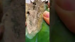 Its Sad tiktok thepricklypear