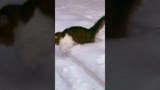 Неспешная вечерняя прогулка с котом.
