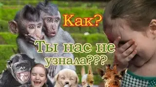 Угадай животное. Игра кто я? Смешное видео.