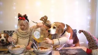 Santa hold on: Cute dogs help with Christmas preparation