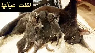 الام نقلت مكان عيالها عندي بالمحل