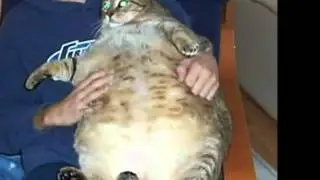 World's Fattest Cats Top 5!!!