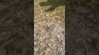 У неё 14 дыхательных отверстий