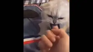 Смешные коты.Часть7.Подпишысь🙏🙏🏻🙏