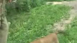 дрессировка щенка