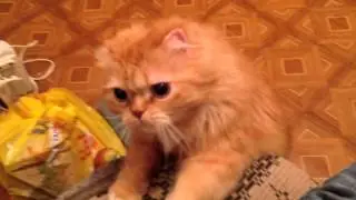 Котэ на охоте