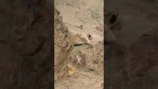 The Limit of Survival. Snow leopard vs. mountain goat.