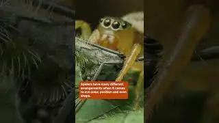 Watch a spider's eyes moving inside its head!