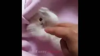 cuty pussy show