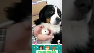 приколы с животными, нарезка , веселые коты и собаки  , кошки  
