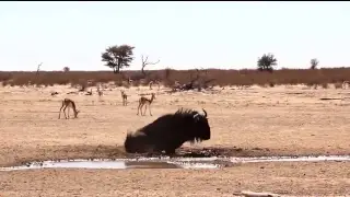 Amazing Leopard vs Wild Dogs Fight For Survival Battle 2018 - Lions vs Hyenas, Monkey- Chanel Wild 9
