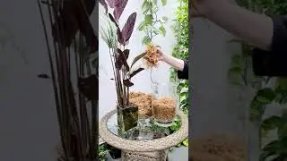 Пересадка растений из мха сфагнум fuscum, в мох сфагнум fuscum!