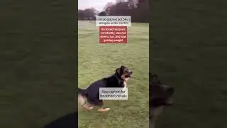 Dog allergies? Watch this. #dogs #foryou #shorts #fyp #dog #dogallergies #dogoftheday