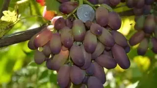 Столовый, кишмишный, винный виноград, весь ассортимент винограда смотрите на www.velyki-grona.com.ua