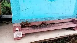 Тихое воровство