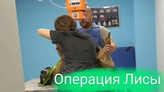 Срочная операция у Лисы
